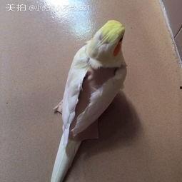 玄凤鹦鹉爆料视频播放,视频播放背后的惊人内幕 第3张 玄凤鹦鹉爆料视频播放,视频播放背后的惊人内幕 第3张